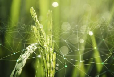 Agriculture IoT with rice field background